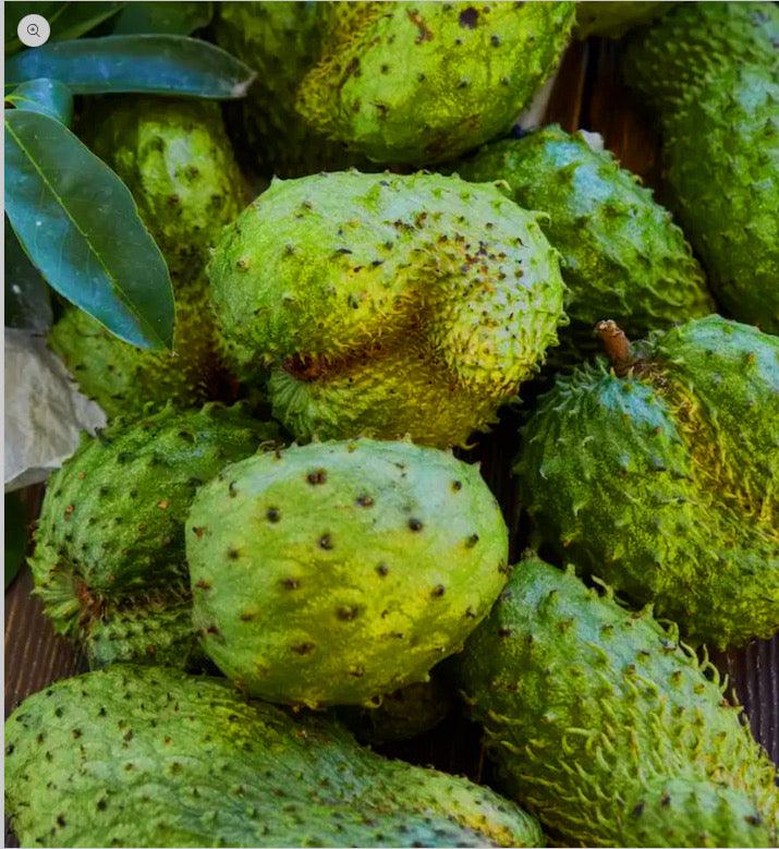 Soursop Fruit (1 fruit) - My Health Herbs